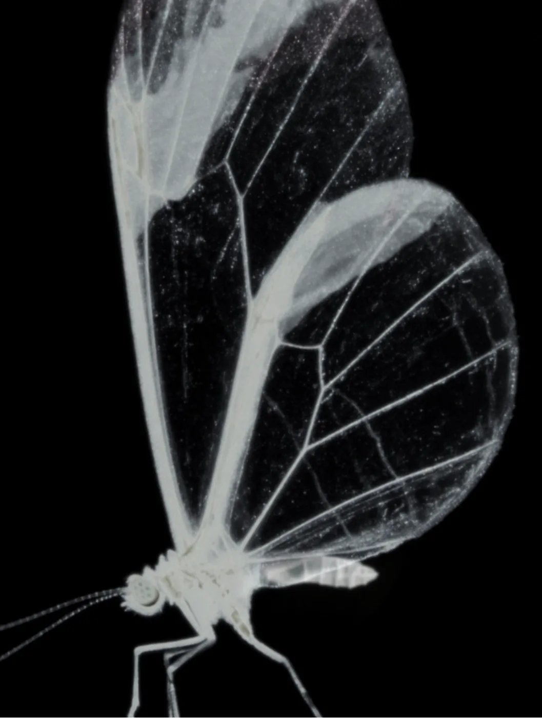 On x PAF — plate 6